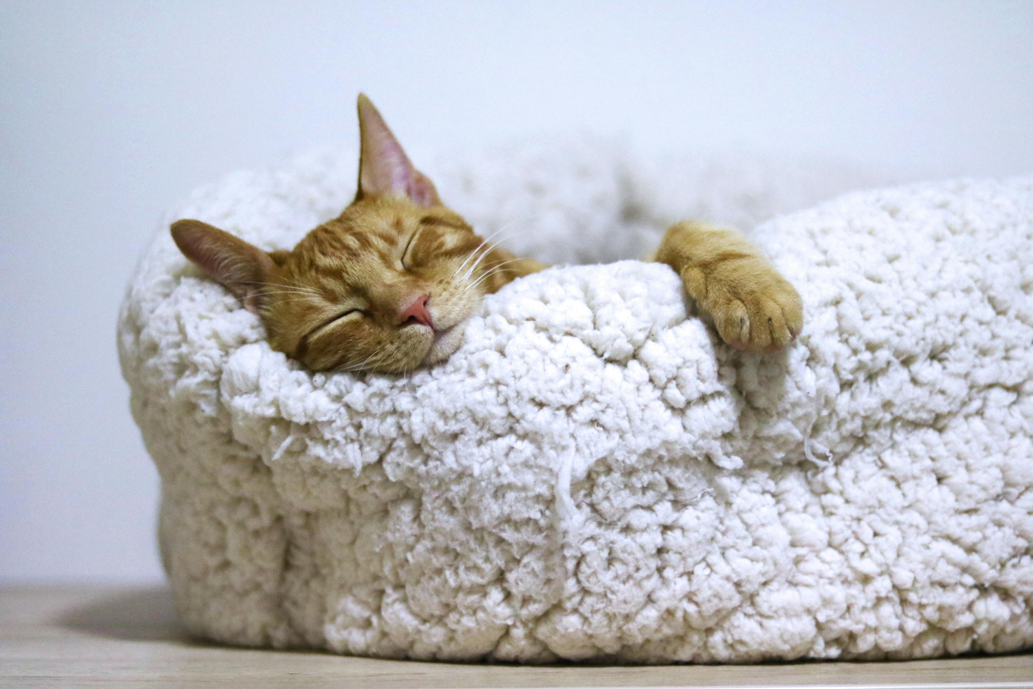 How Long Does It Take for a Cat to Adjust to a New Home?