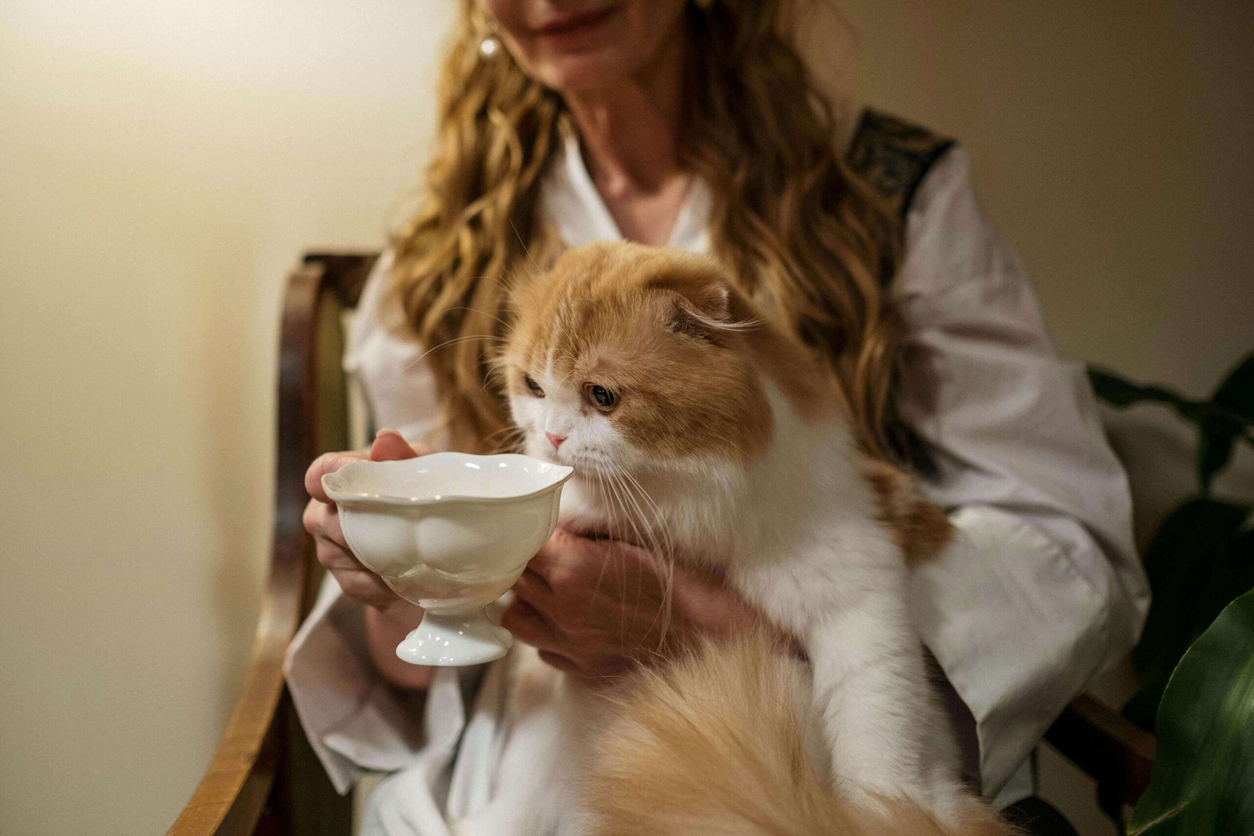 woman feeding a ginger white cat from a bowl