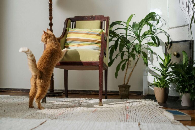 How to Keep Cats Away From Houseplants