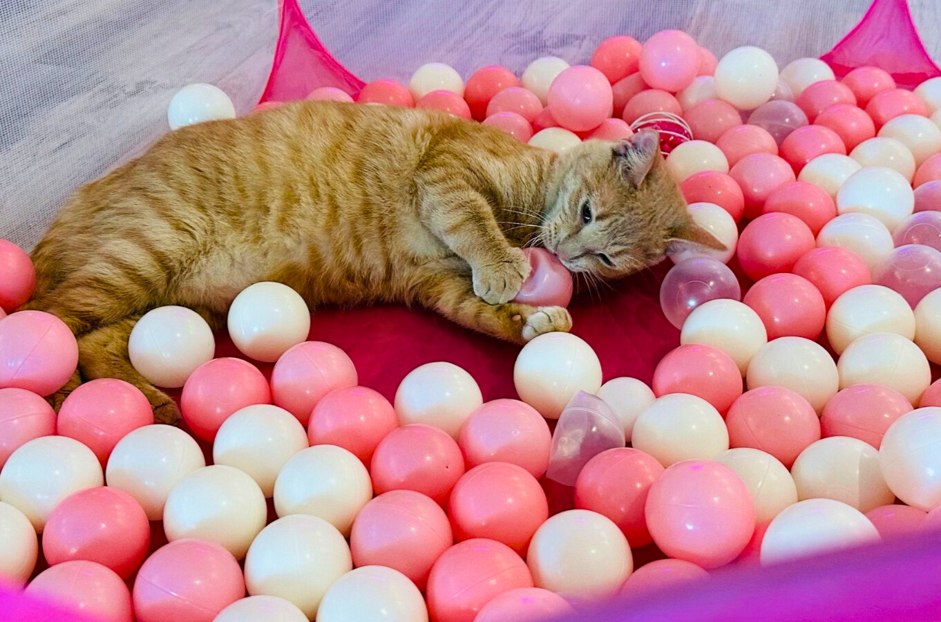 Maui cat cafe