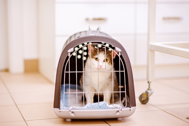 New Cat Checklist: Everything You Need Before Bringing Your Cat Home