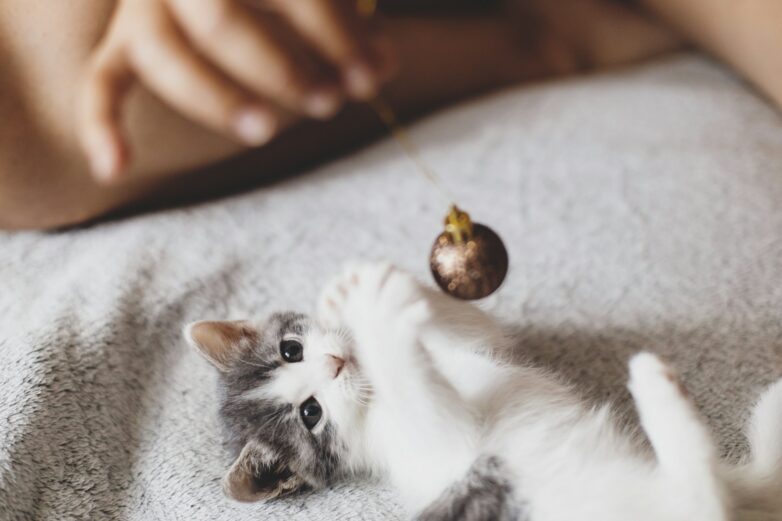 Best Cat Toys for Indoor Cats