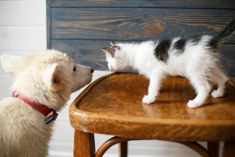 How to Introduce a New Cat to Your Home (Without Overwhelming Either of You)