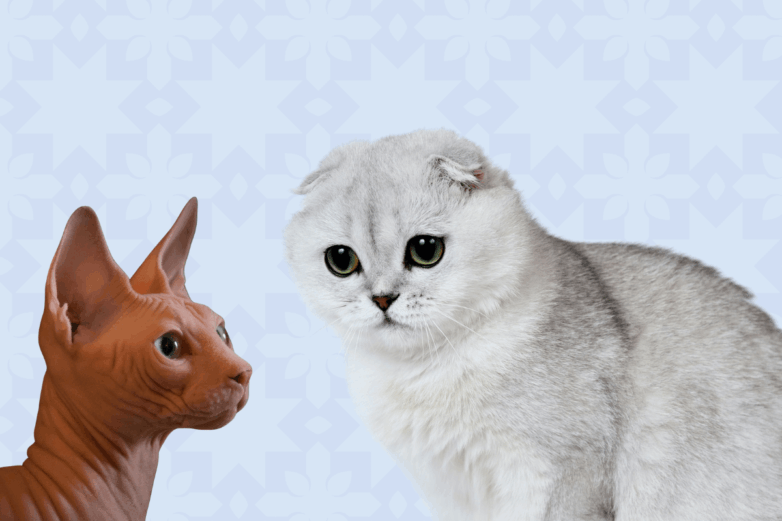 The Netherlands Bans Fold-Eared and Hairless Cats: What you should know