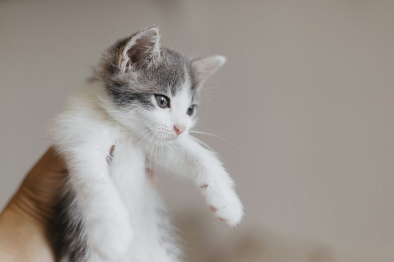 Cat Names in 2025: Trends, Inspirations, and What’s Quietly Disappearing