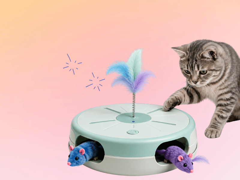 cat interactive toy