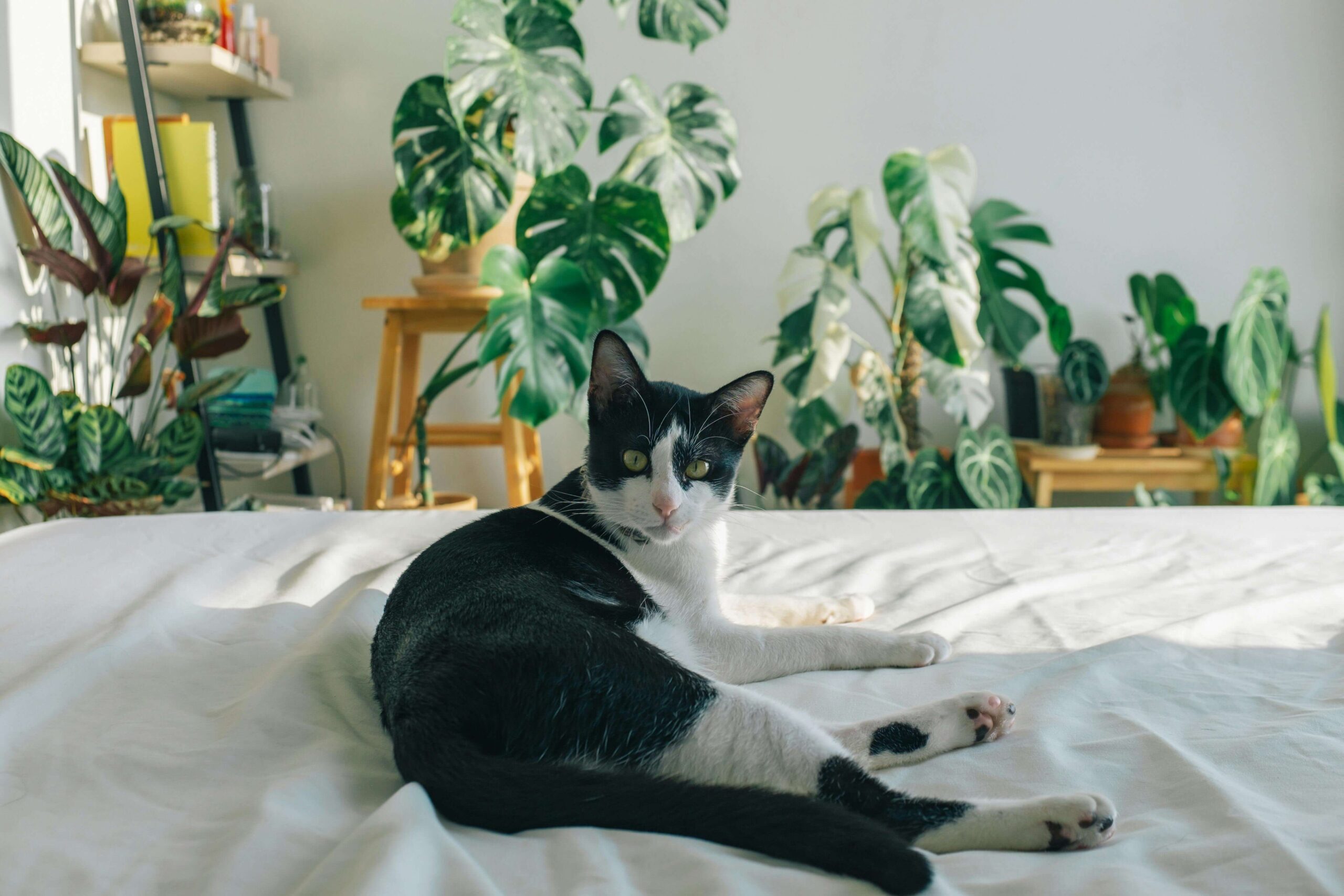 Cat laying on bed with houseplants on the background