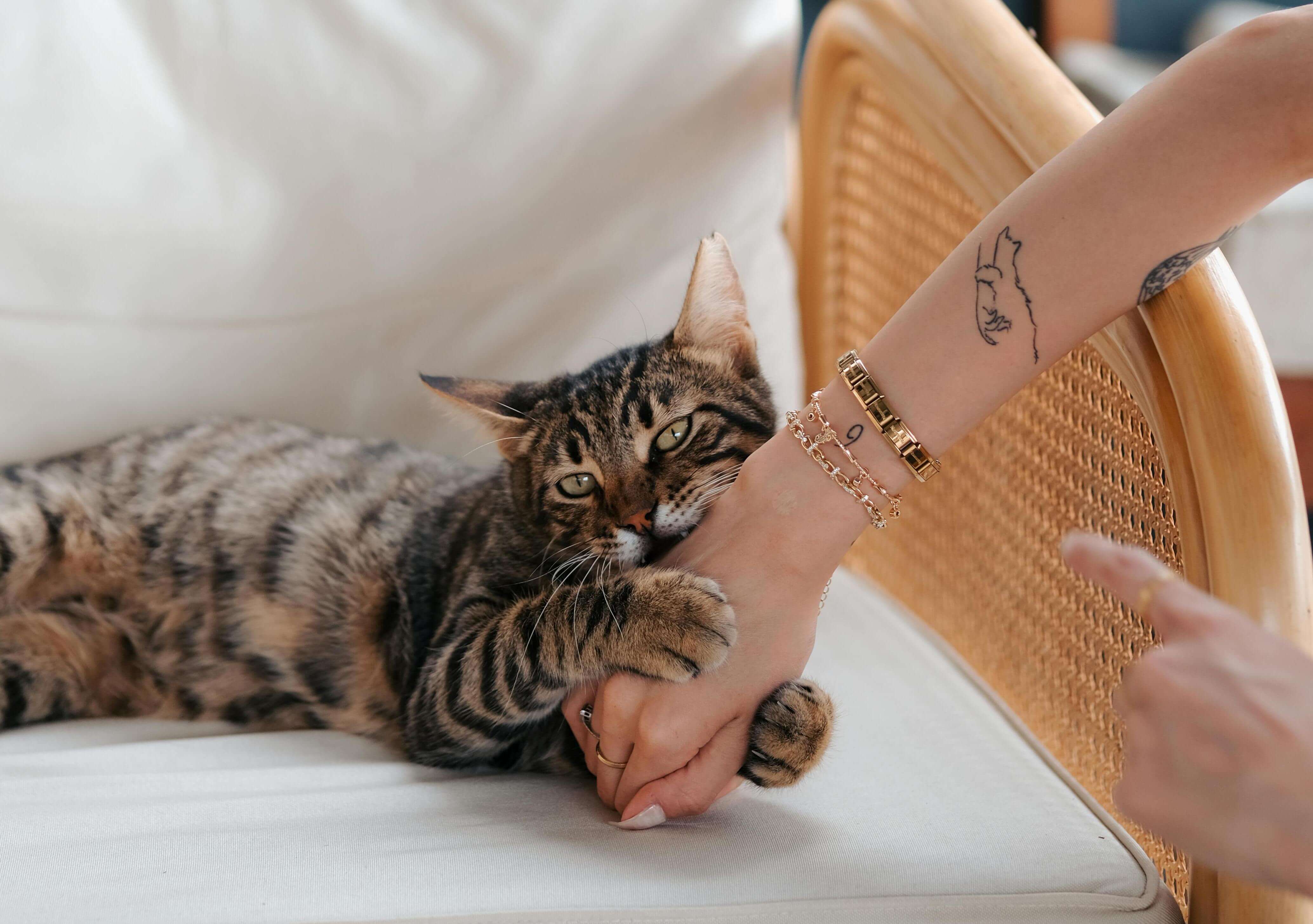 Why Does My Cat Bite Me Gently?
