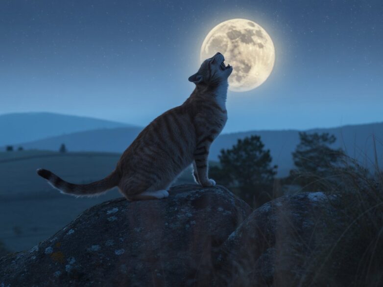 Why Is My Cat Meowing at Night?