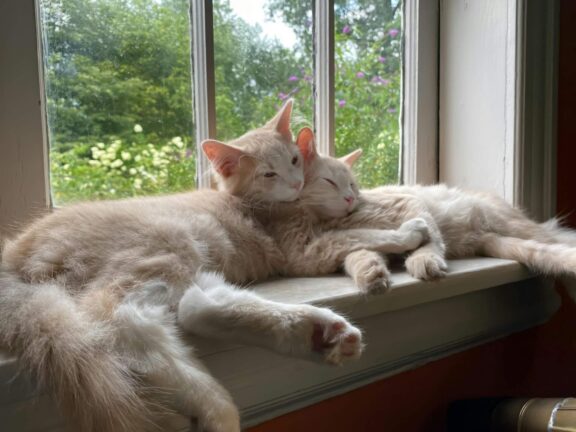 two kittens sitting on a window