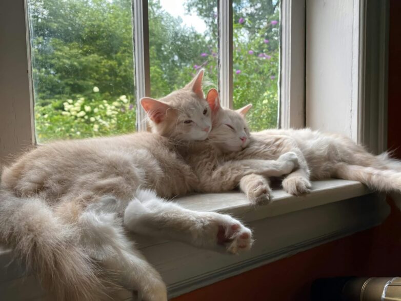 two kittens sitting on a window