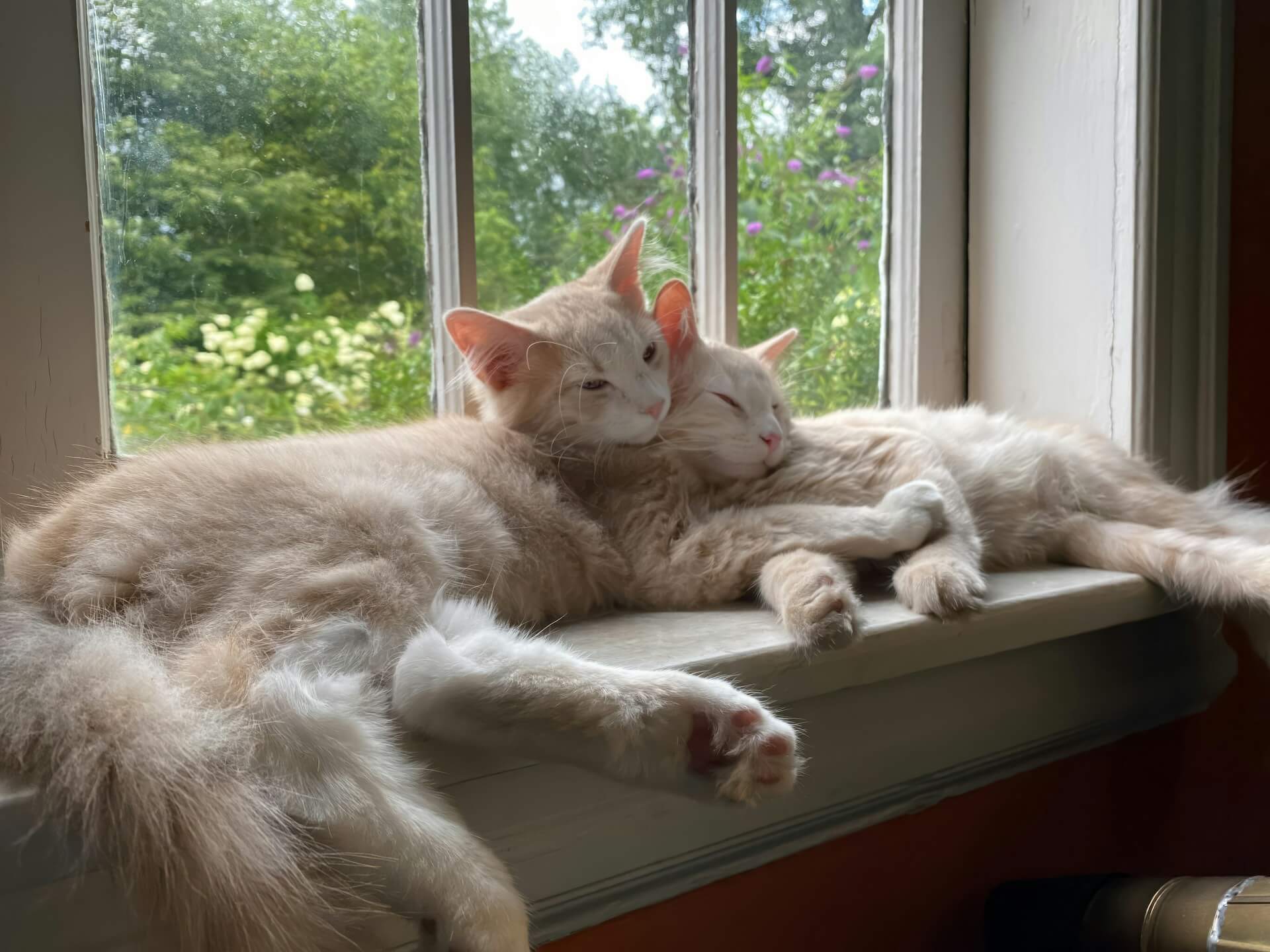 two kittens sitting on a window